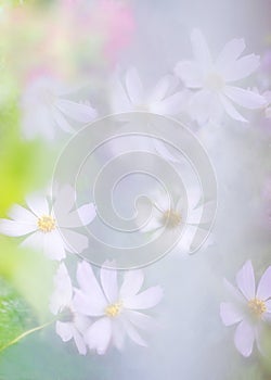 Hazy daisy flowers