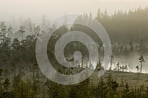 Hazy distance in forest bog