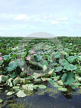 Hazy landscape of wetland