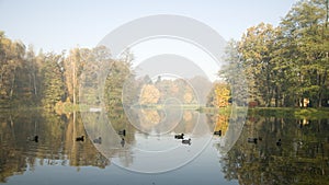 Hazy morning in autumn park photo