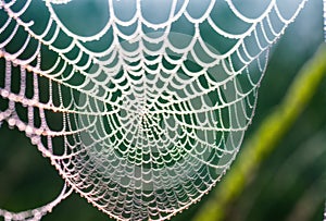 In the hazy morning mist, a spiderweb is adorned with droplets of dew, its delicate strands weaving a tapestry of beauty