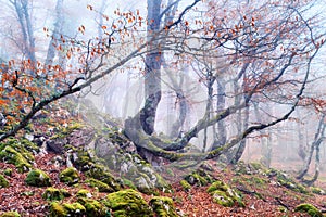 Hazy and obscured by fog ancient beech trees, the last of the fall leaves still attached, grow up through a tumble of rocks,