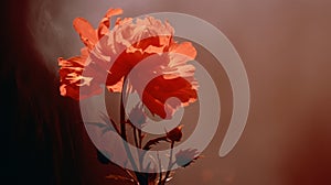 Hazy Silhouette Of A Single Peony In Red Haze