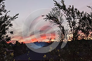 Hazy smoke emerging amidst a streaky sky, forefront Australian natives