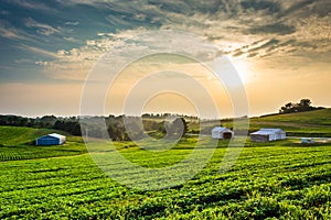 Hazy summer sunset over farm fields in rural York County, Pennsylvania.