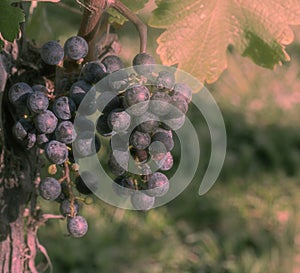 Hazy View of Two Clusters of Purple Grapes in Loudon County, Virginia