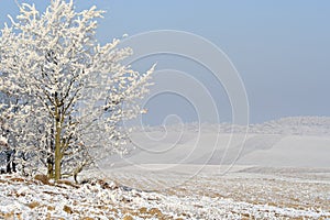 Hazy winter landscape