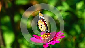 HD 1080p 250fps slow motion Thai beautiful butterflymeadow flowers nature outdoor