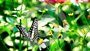 HD 1080p 250fps slow motion Thai beautiful butterflymeadow flowers nature outdoor