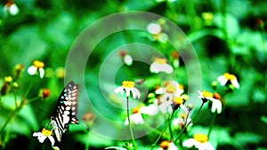 HD 1080p 250fps slow motion Thai beautiful butterflymeadow flowers nature outdoor