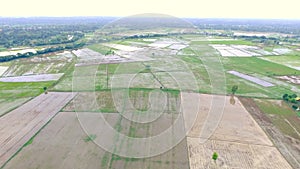 HD aerial view from drone . Rice plantation field. Agricultural area in countryside