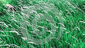 Hd footage of white color pennisetum polystachion or mission grass or feather pennisetum flower.