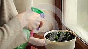 HD Macro of Small Basil leaves Growing. Gardener Watering Greenery