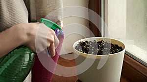 HD Macro of Small Basil leaves Growing. Gardener Watering Greenery