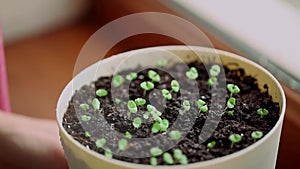 HD Macro of Small Basil leaves Growing. Gardener Watering Greenery