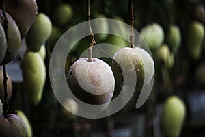 HD Mango fruits garden image on the mango tree