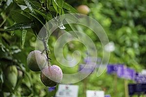HD Mango Image, green background, Mango fruit hanging on mango tree