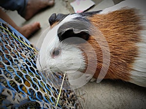 HD picture of a Guinea pig wih with various colours