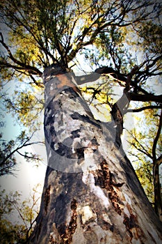 HD Picture of Large Leopard Tree