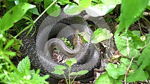 Hd snake lying between green plants in the sun and forest