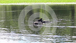 A HD video clip panning to follow a family of loons swimming together on a Northwoods Minnesota Lake