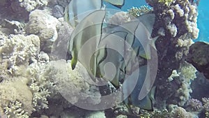 HD video footage of Circular Batfish Platax orbicularis in the Red Sea