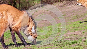 HD video of The maned red wolf Chrysocyon brachyurus, South America. He is playing on green grass. He lies down and