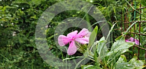HD wallpaper Pinkflowers photo