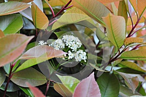 HD white flowers and green plants