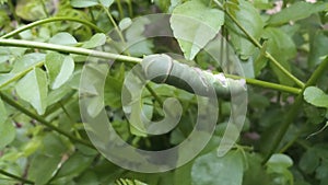 Hidden bugs of nature