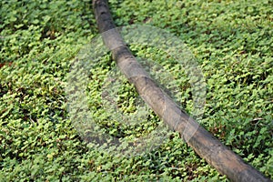 HDPE pipes that carry water mainly for irrigation and small industries are laid on the ground surrounded by fresh plants