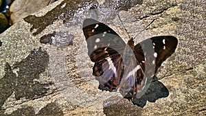 HDR black-blue butterfly on gray rock