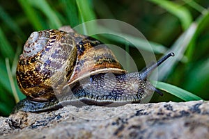 HDR Enhanced Garden Snail