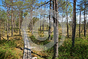 HDR image from the walking narrow trail of planks passing the Viru bog in Estonia in the rare forest of pines