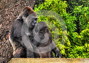 HDR Mother and baby Gorilla