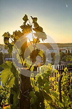 HDR photo of sunset sun shining through the leaves of grapevine at Vysehrad vineyard in Prague, Czech republic