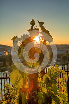 HDR photo of sunset sun shining through the leaves of grapevine at Vysehrad vineyard in Prague, Czech republic