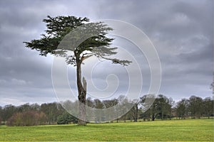 HDR photo of tree in grass field