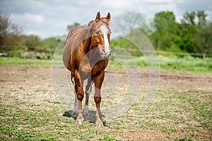 HDR quarter horse