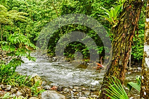 HDR Rainforest Stream