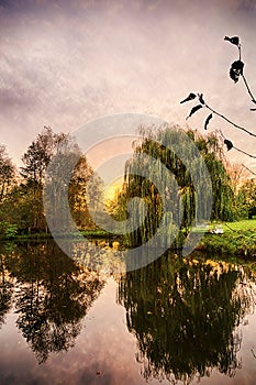 Hdr shoot of a weeping willow