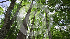 HDR stock video lush green forest