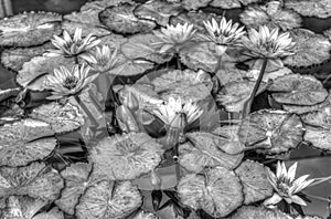 HDR Water Lilies in Black and White