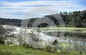 HDR Waterfowl pond on Pickney Island National Wildlife Refuge, USA