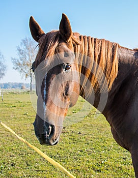 Head of abeautiful bay horse.