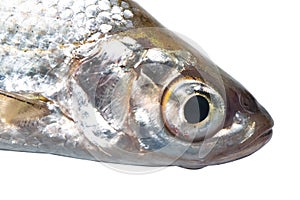 head ablet (Alburnus alburnus) on a white background