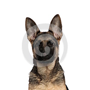 Head of adorable german shepard looking to side