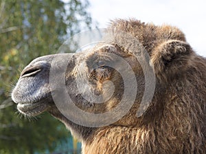 The head of an adult camel in profile