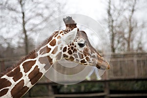 Head of an adult giraffe close-up. Giraffe in the zoo aviary