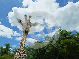 Head of an adult giraffe close up. Giraffe in the zoo with trees and blue sky.